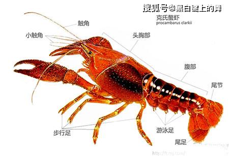 五一前三天上海吃掉24万只小龙虾,小龙虾为什么这么受欢迎呢 你不知道的营养