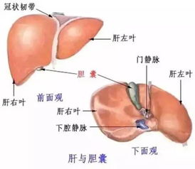 肝不好未老先倒 为什么肝癌一发现就是晚期 