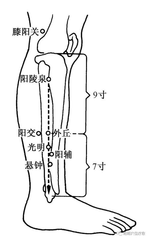 阳气升发 体能恢复 足少阳胆经 足厥阴肝经