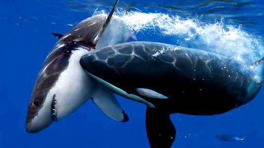 虎鲸那么凶猛,鲨鱼都对它退避三舍,为何对人类却非常友好