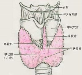 你以为只有乳腺结节么,甲状腺也有你知道嘛