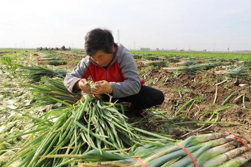 河北玉田 大葱喜获丰收