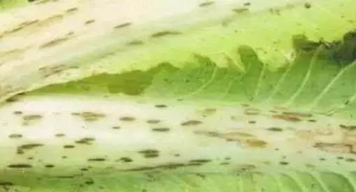 吃了这么多年大白菜,那白菜上的黑点到底是什么 能吃吗