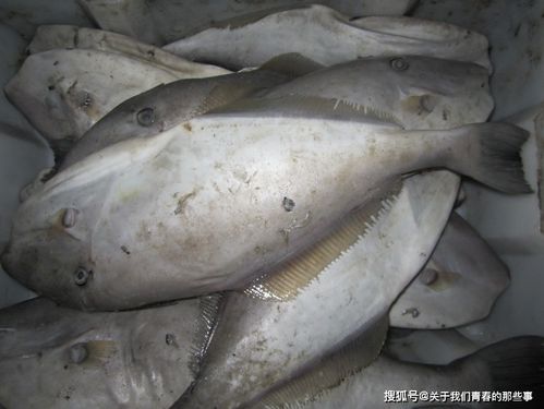 这种鱼 没脸没皮 ,价格低廉,很多人看不上,懂行的人经常买