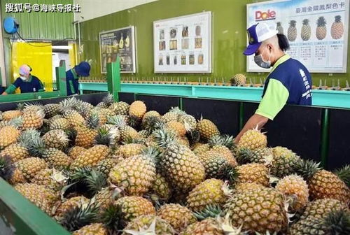 大陆暂停进口台湾菠萝,蓝议员 若没处理好,引发果农怒火,苏贞昌恐因此下台