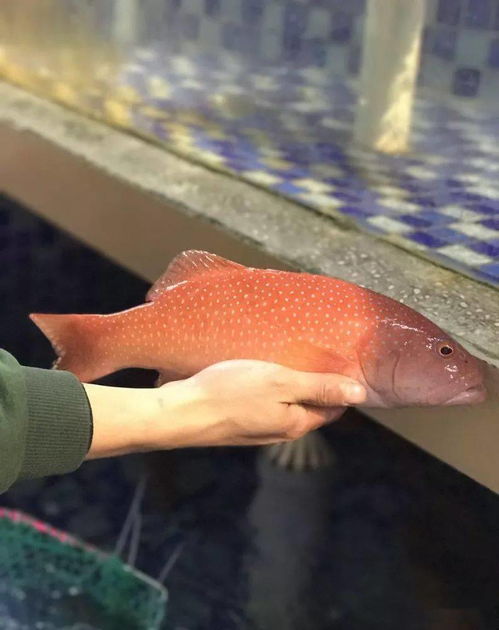 鱼类食材大全