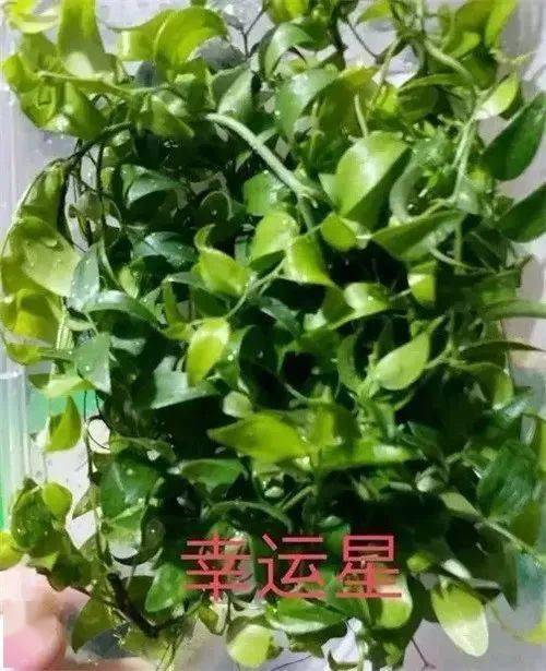 盘点 30种摆盘用的花草,做厨师的一定要知道