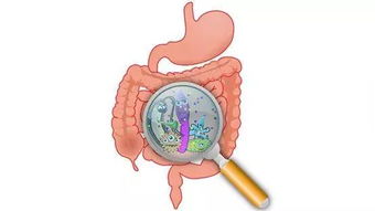大便能治病 肠道健康,这些有益菌功不可没