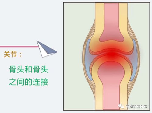 人教版八年级上册复习知识点