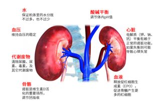 怎么判断肾的功能 