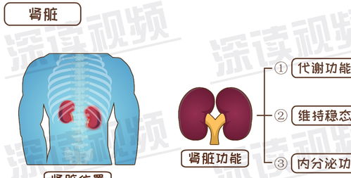 糖友的肾是咋报废的