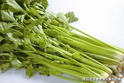 阳台种上盆 芹菜 ,长大后就收割,一茬一茬吃不完