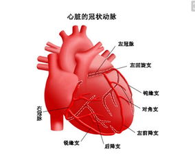 心血管 抽筋 后果很严重 一定要告诉家人