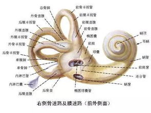 70 的头晕不是高血压,也不是颈椎病,答案出乎意料