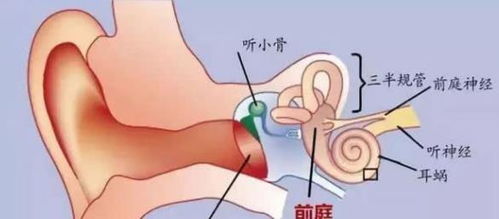 为何有人一坐车就晕车,而有的人天生不晕车,是 体质 问题吗