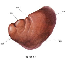 简述脾的生理功能 