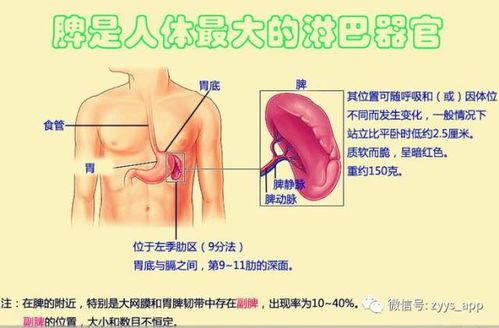 脾有病,人就废一半 脾衰比肾虚更可怕,99 的人不知道