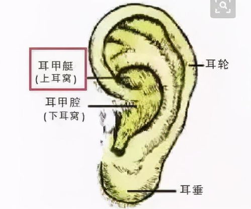 头上这个器官,折腾得越多,肾就越好,男女都适合