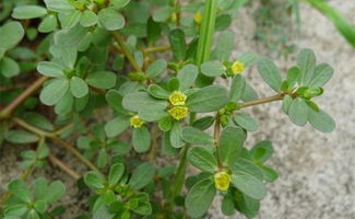 田间地头常见的一种野菜,竟然有这7大保健功效
