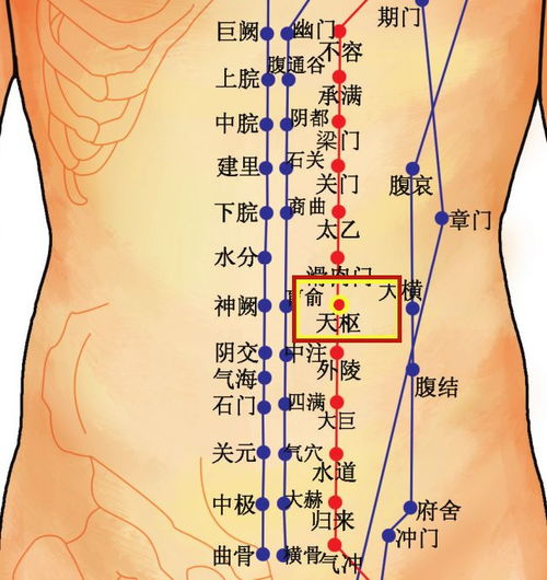 穴位知识 十二经脉 足阳明胃经之天枢穴