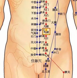 穴位知识 十二经脉 足阳明胃经之外陵穴