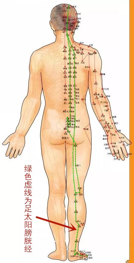 穴位知识 十二经脉 足太阳膀胱经之眉冲穴