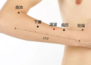 十二经络之手阳明大肠经巡行 