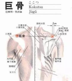 十二经络之手阳明大肠经巡行 