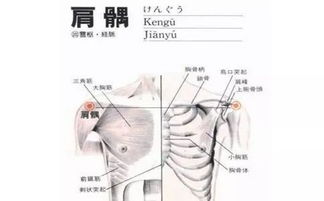 十二经络之手阳明大肠经巡行 