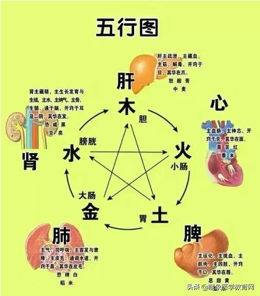 中医基础理论 精华版