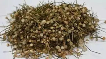 除翳明目片