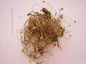 爷孙俩的中医故事第二册 11 谷精草 密蒙花 青葙子