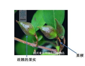 疮家圣药 连翘