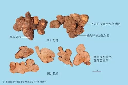 每天学一味中药 金荞麦