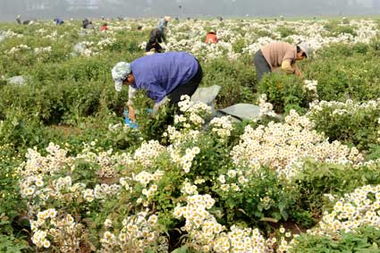 药菊飘香淮河岸 图 
