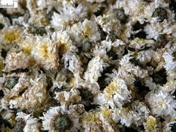 菊花 中药图谱 