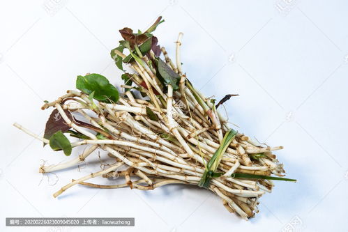 扎耳根1鱼腥草