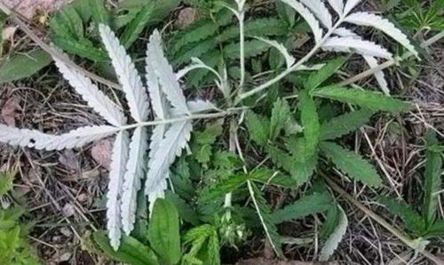 痔疮出血患者怎么办 服用 翻白草 ,有效减轻痔疮带来的病痛
