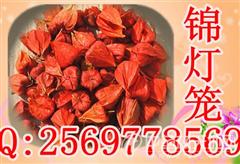 锦灯笼 