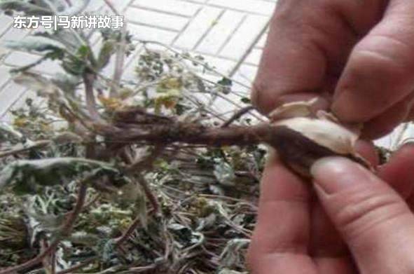 发现以下4种野草不要丢药用价值很高,它就是传说中的 鸡蛋草