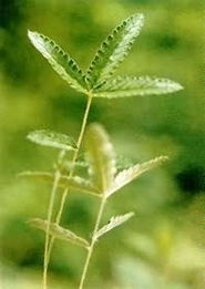 翻白草 中药词典F 