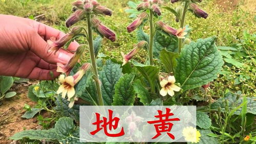 清热凉血第一药 生地黄