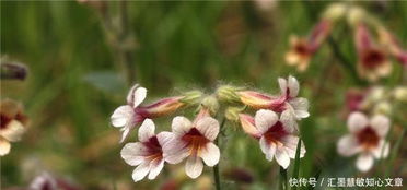 农村有个 小鸡喝酒 ,看见别急走,它的根可是个好东西 