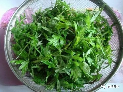 端午节快到了,路边拽点艾草,挂在门框上,有 辟邪 的作用