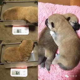 柴犬一家子,幸福的成长日记 