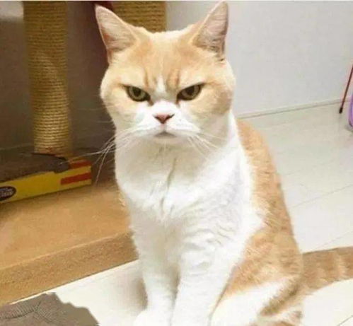 家有戏精橘猫,妥妥的表情包,网友 舞台就位,请开始你的表演 小家伙 