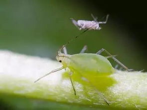 一招 植物病害的20种表现 别等花草死了才来看 附五月常见虫害治理
