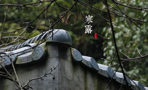 老话说 白露谷,寒露豆 ,寒露过后多吃什么豆 很多人还不知道