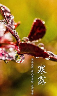 今日寒露,露气寒冷,将凝结也 天气 