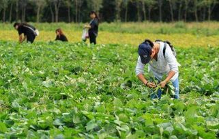 农村一种野菜,每年地里随便摘,城里要7块一斤还没地方买